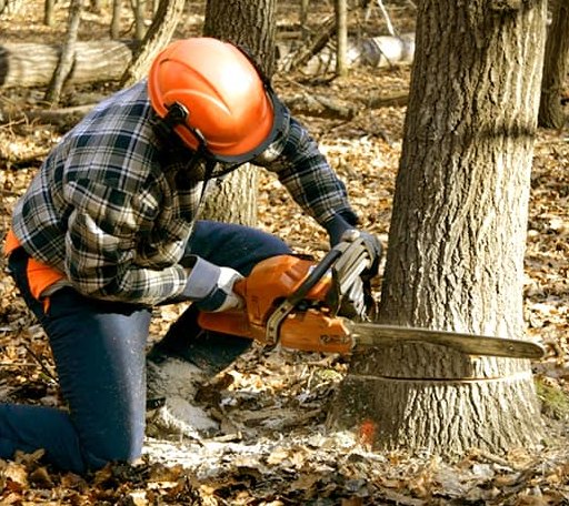 Tree Removal in Little Plymouth, VA